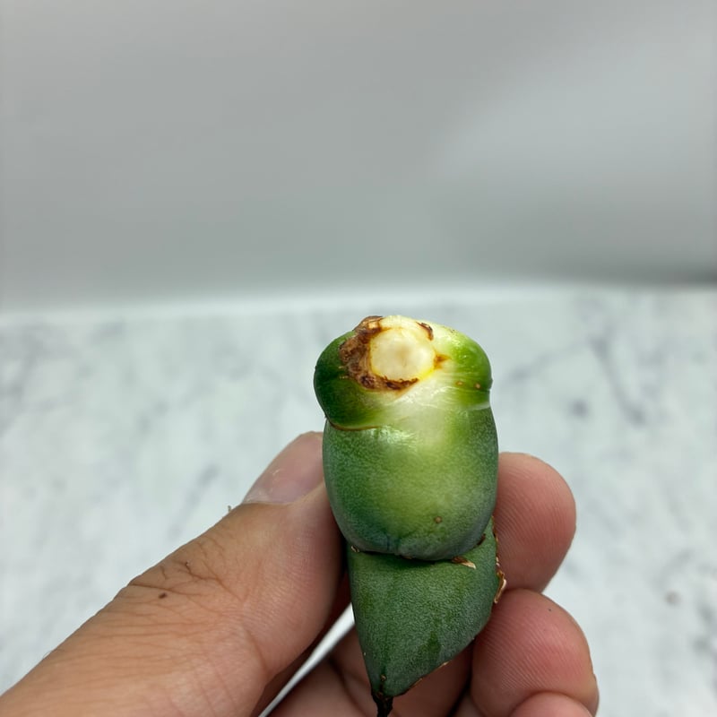 Agave titanota SAD(南アフリカダイヤモンド)子株② 未発根