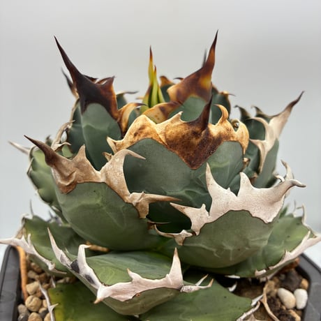 Agave Titanota 姫厳龍子株① Lize血統 抜き苗発送