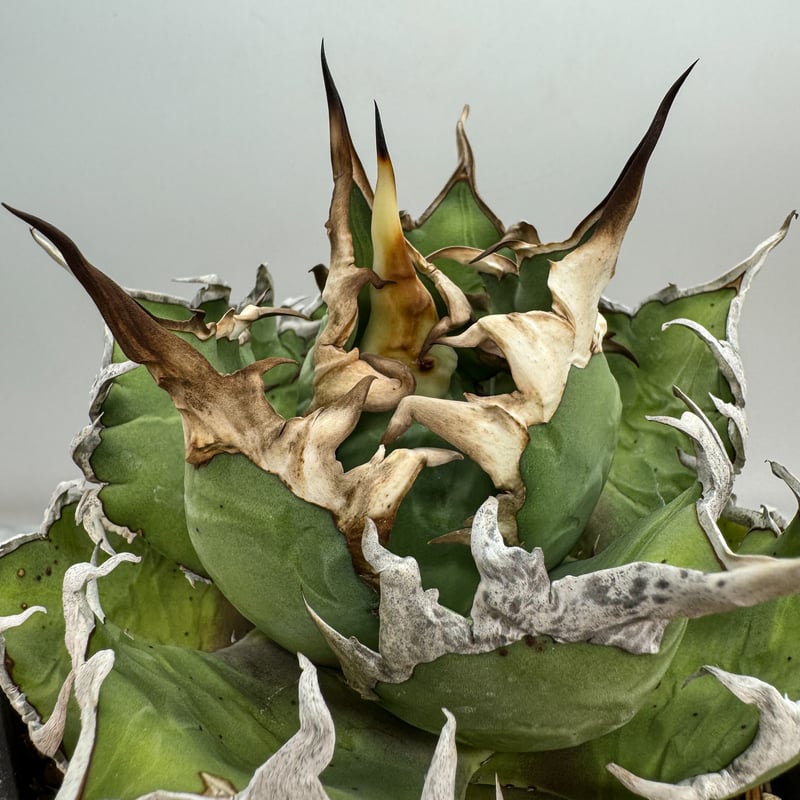 Lize 産 Agave Titanota シーザー Caesar PREMIUM】抜き苗 シーザー