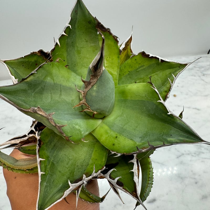 Agave Titanota 黒桃覆輪子株①(Lize産) 未発根 | AgaveLives