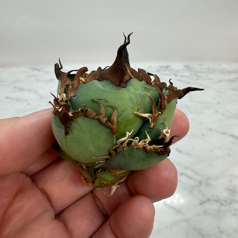 アガベ　チタノタ　シーザー　lize 親株　子株3株付き アガベ チタノタ シーザー lize 親株 子株3株付き アガベ チタノタ