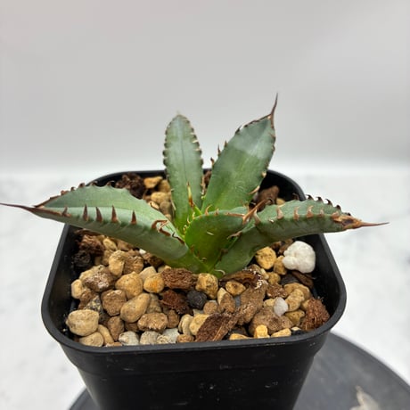 Agave Titanota 姫厳龍子株① Lize血統 抜き苗発送