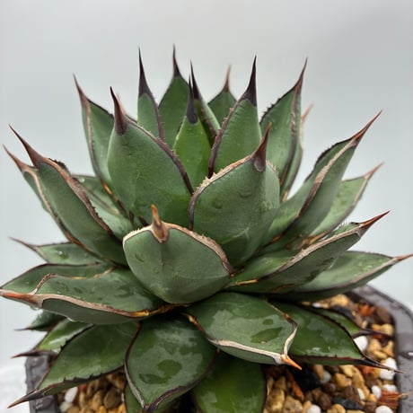 【専用】agave X仔株 agave zebra（last1株） | plants holic 