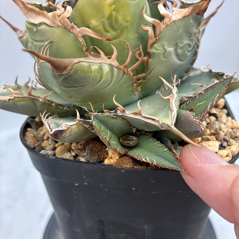 Agave Oteroi子株①（オアハカ産）抜き苗発送 | AgaveLives