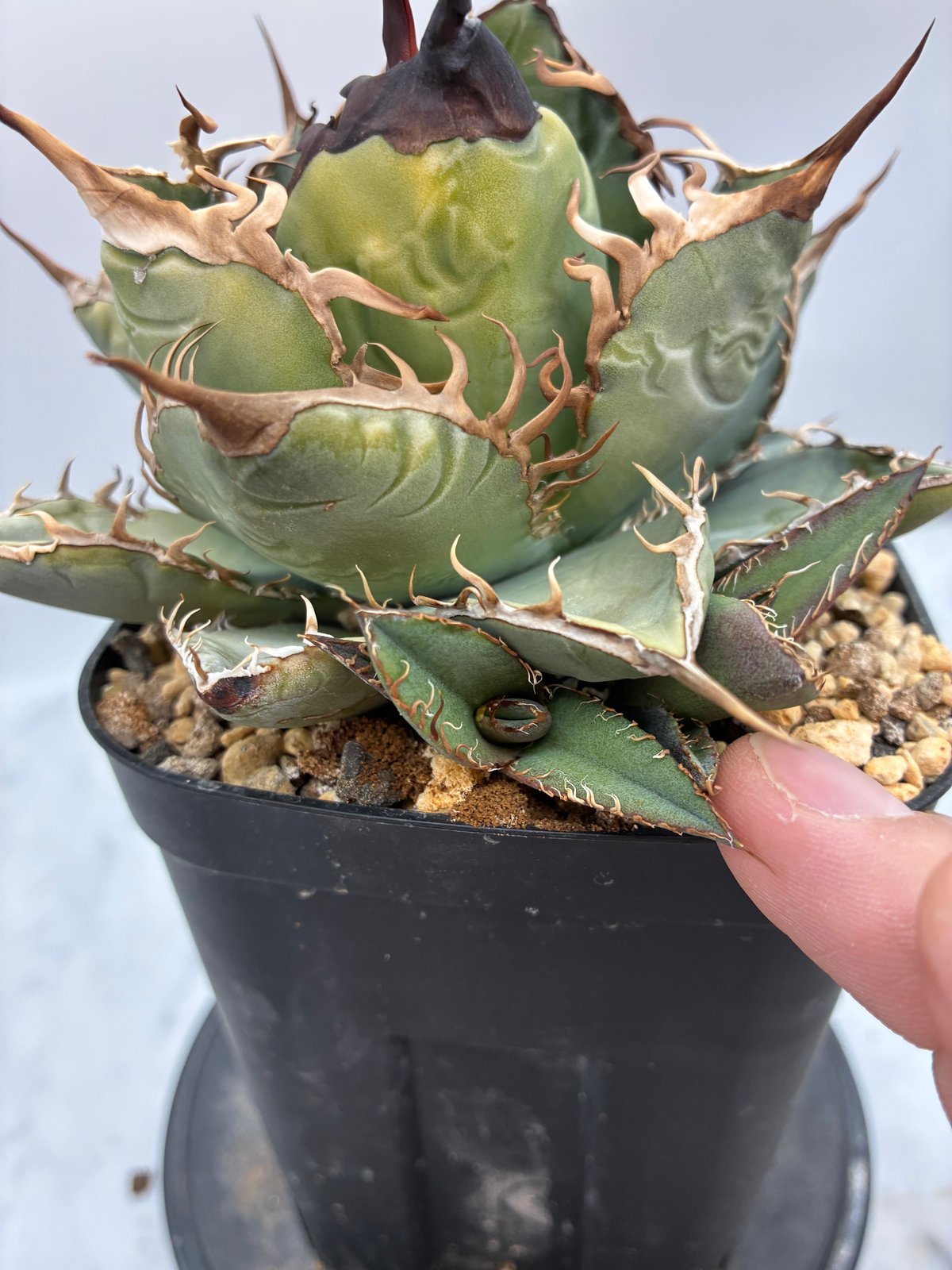 Agave Oteroi子株①（オアハカ産）抜き苗発送 | AgaveLives