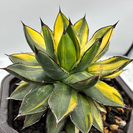 CATEGORY Agave | AgaveLives