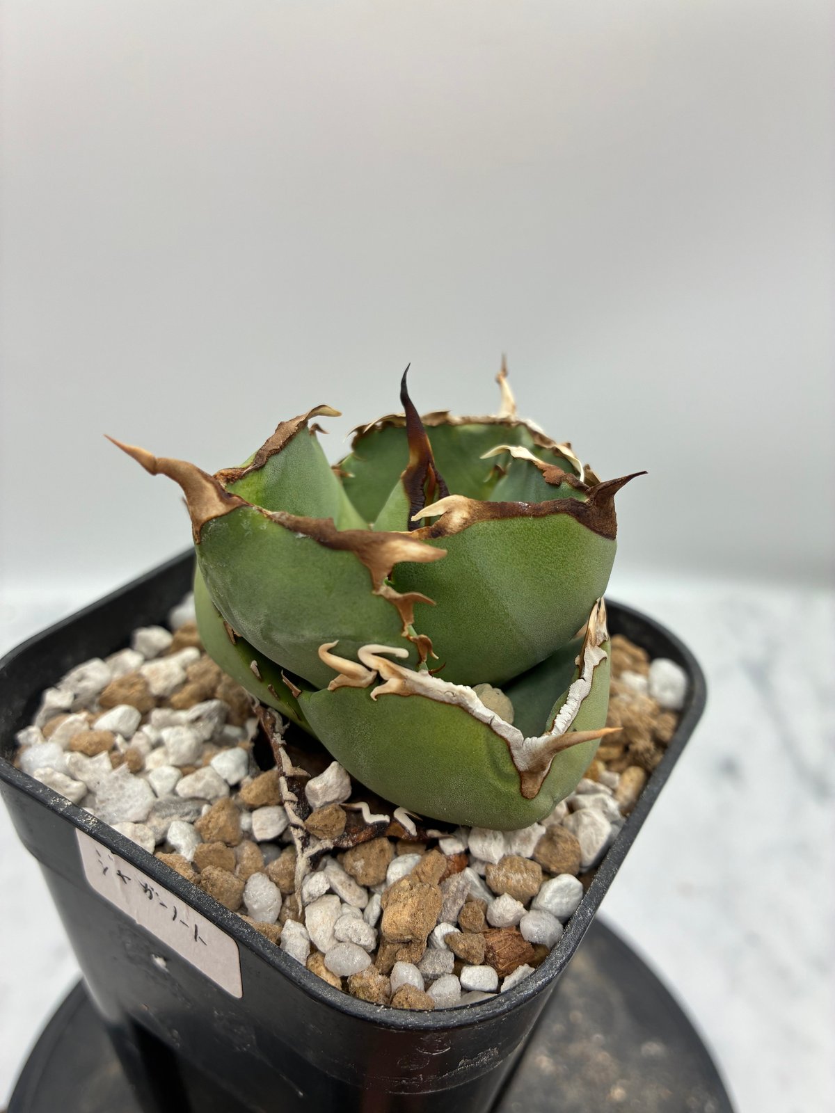 ジャガーノート錦　親株 Agave titanota ジャガーノート①（スペイン血統） | AgaveLives