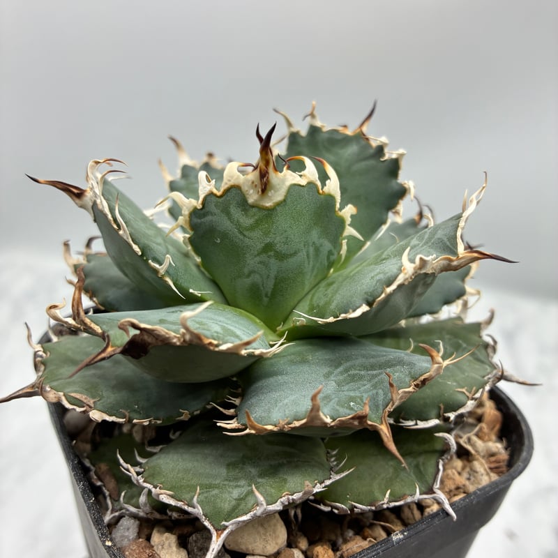 Agave titanota フィリグリー中株①(Lize血統) 抜き苗発送 | Agave