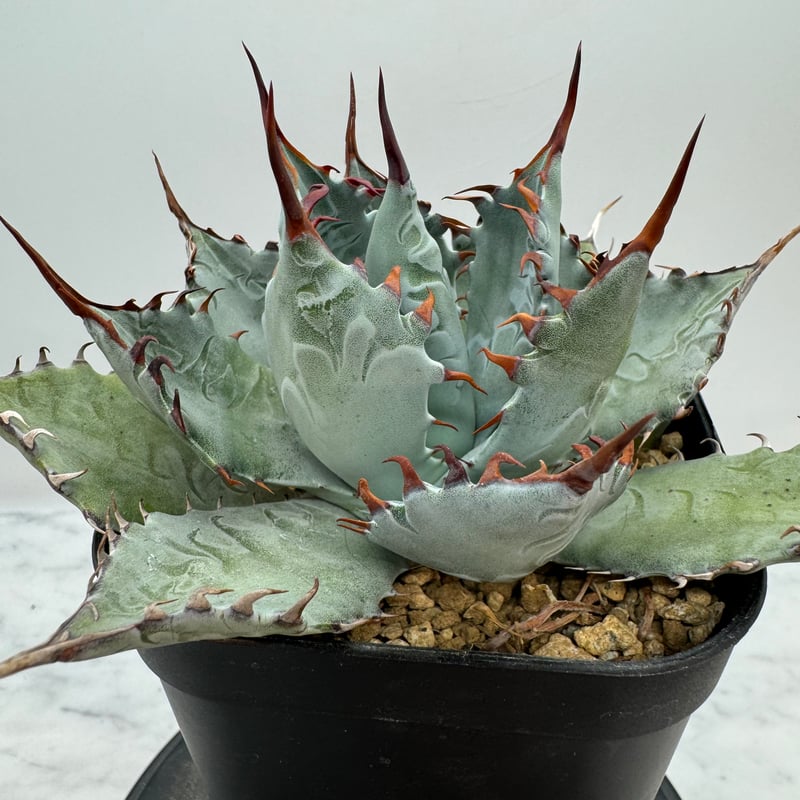 アガベ甲蟹×屈原 子株 激怒甲蟹x屈原舞扇（激怒之舞） No.5子株(Lize血統) 抜き苗発送