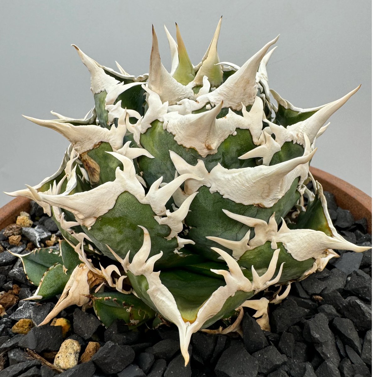 Agave Titanota 大白鯊(Lize血統)の子株 未発根 | AgaveLives