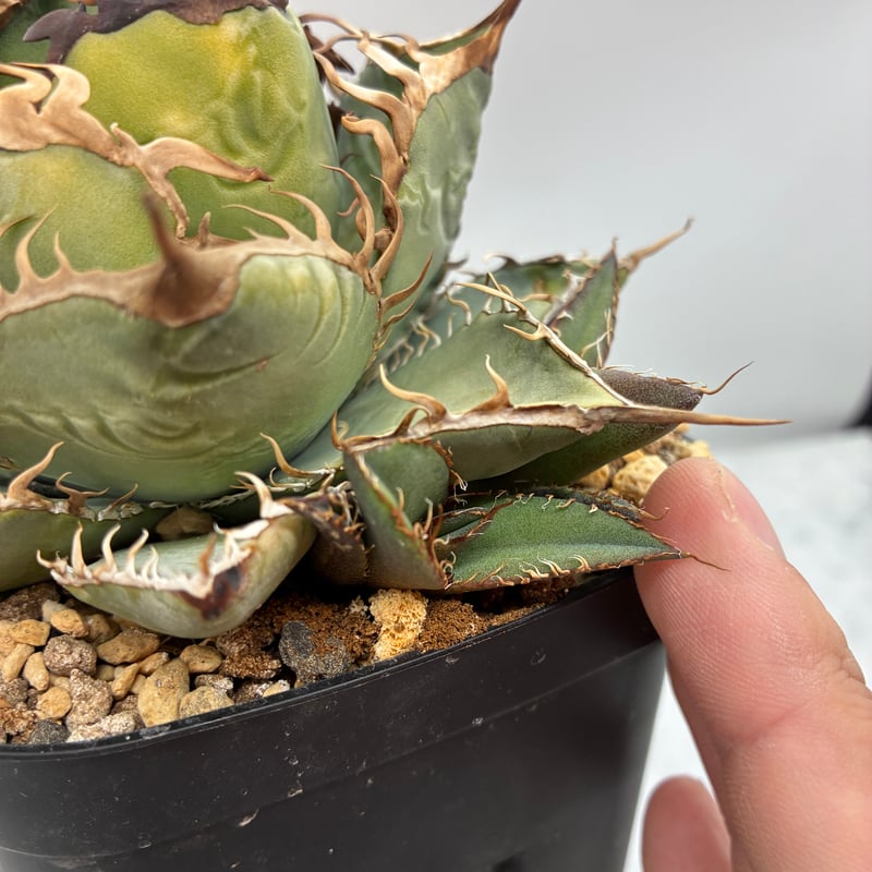 Agave Oteroi子株①（オアハカ産）抜き苗発送 | AgaveLives