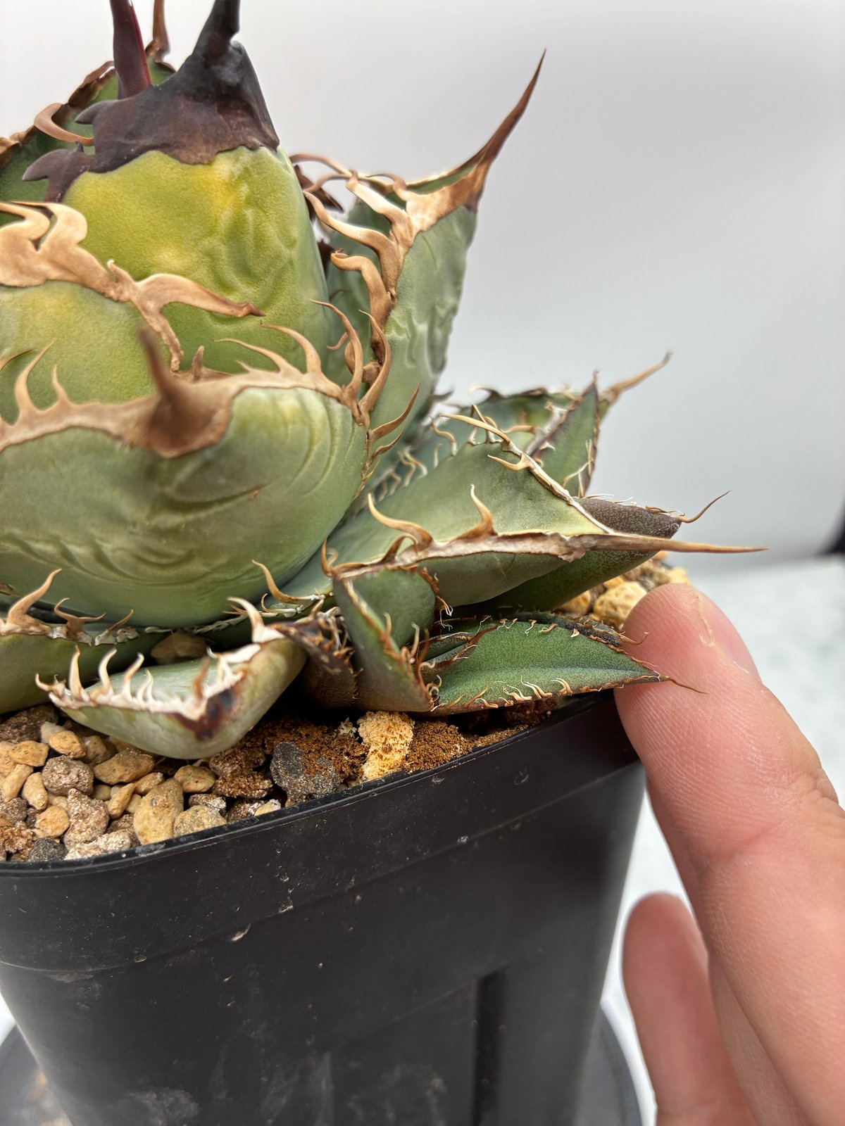 Agave Oteroi子株①（オアハカ産）抜き苗発送 | AgaveLives