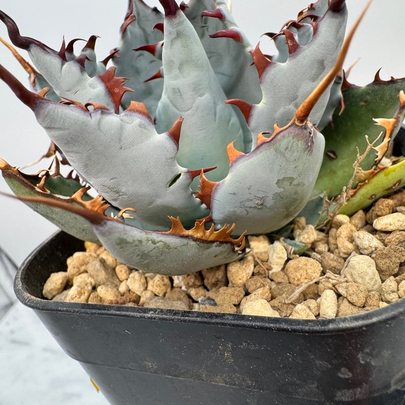 アガベ　甲蟹×屈原の舞扇　子株 甲蟹×屈原乃舞扇】 我が家に数あるこの交配の中の現エース。 秋