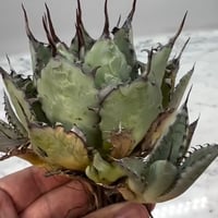 Agave titanota SAD(南アフリカダイヤモンド)子株① 未発根 | AgaveL