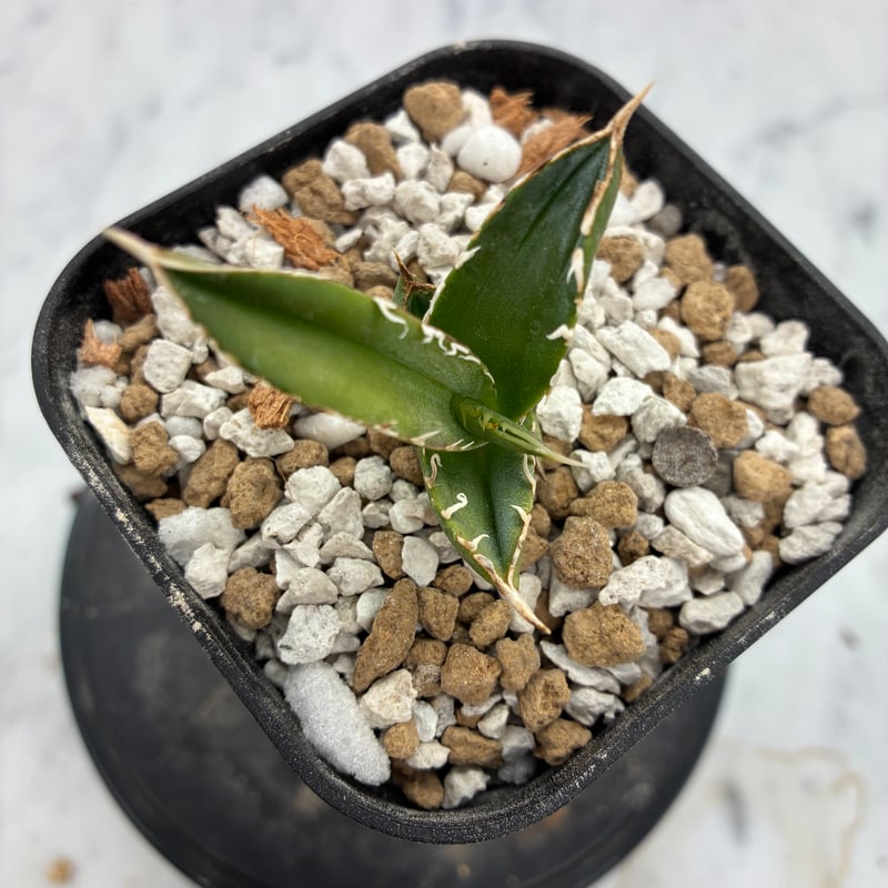 Agave Titanota 大白鯊(Lize血統)の子株① 未発根 | AgaveLives