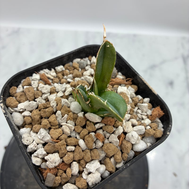 Agave Titanota 大白鯊(Lize血統)の子株② 未発根 | AgaveLives