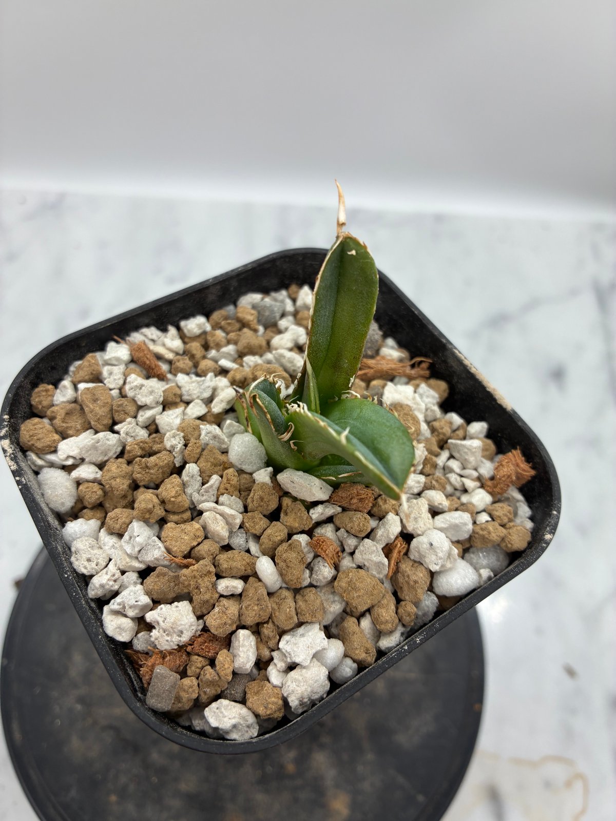 Lize血統　大白鯊　発根済み子株2株セット！ Agave Titanota 大白鯊(Lize血統)の子株② 未発根 | AgaveLives
