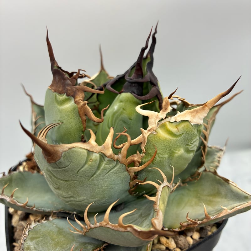 agave oteroi siciliana 発根済み　子株 agave oteroi siciliana 発根済み 子株 - メルカリ