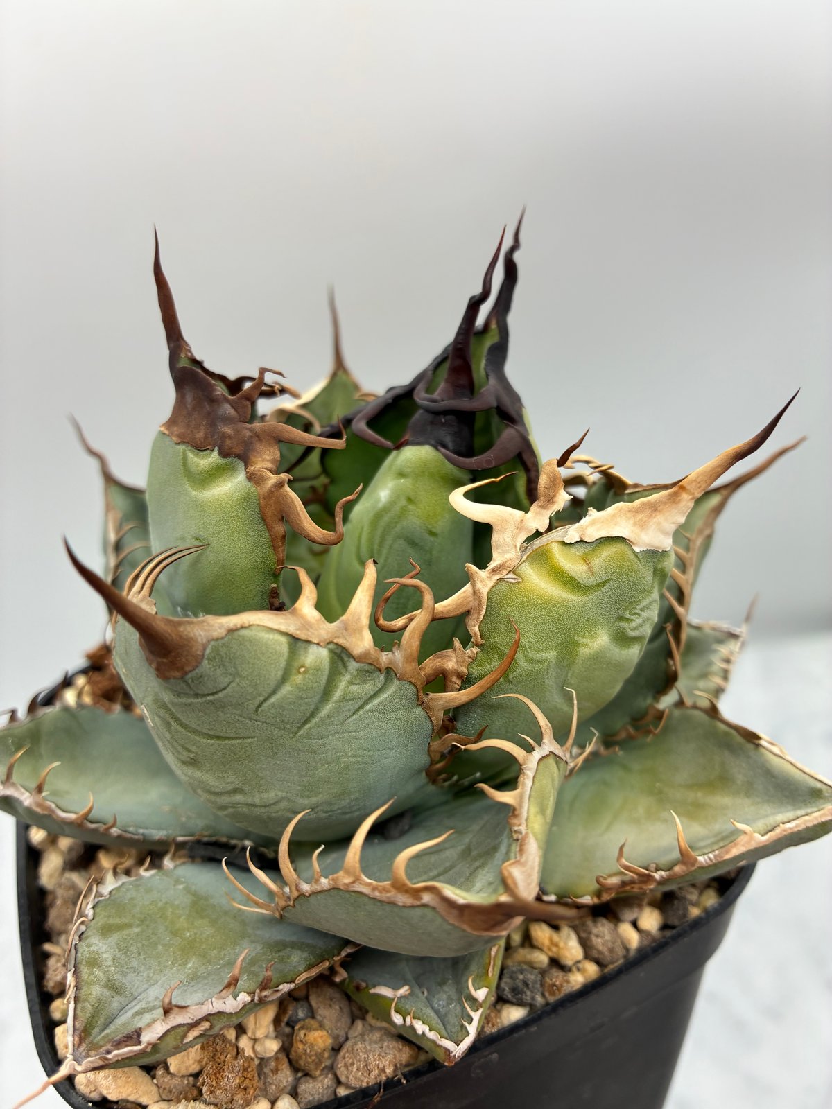 Agave Oteroi子株②（オアハカ産）抜き苗発送 | AgaveLives