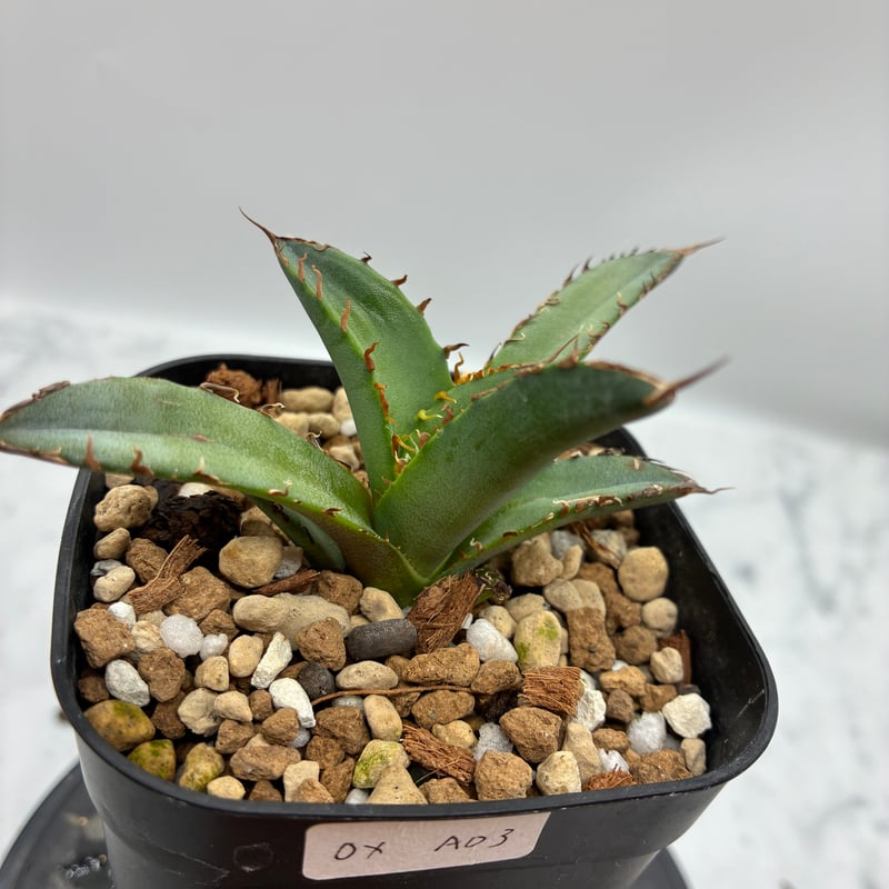 Agave Oteroi子株①（オアハカ産）鉢植え発送 | AgaveLives