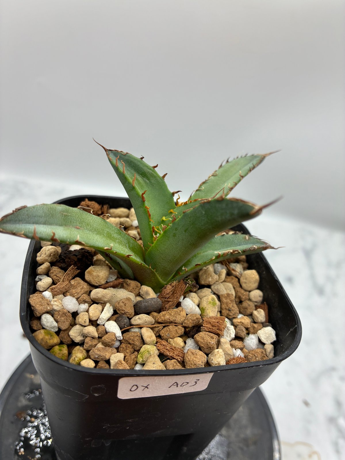 Agave Oteroi子株①（オアハカ産）鉢植え発送 | AgaveLives