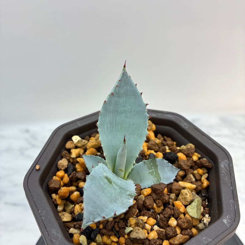 激怒甲蟹x屈原舞扇（激怒之舞） No.42子株(Lize血統) 抜き苗発送