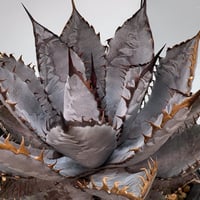 アガベ　大白鯊　子株　Lize血統 Agave Titanota 大白鯊(Lize血統)の子株 未発根 | AgaveLives