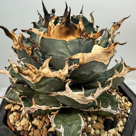 CATEGORY Agave | AgaveLives