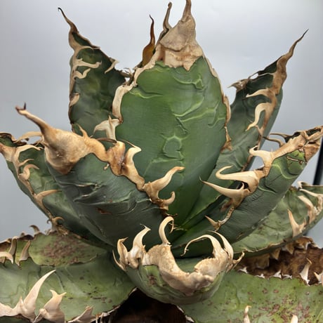 Agave titanota ロブスター子株(Lize血統) 　抜き苗発送
