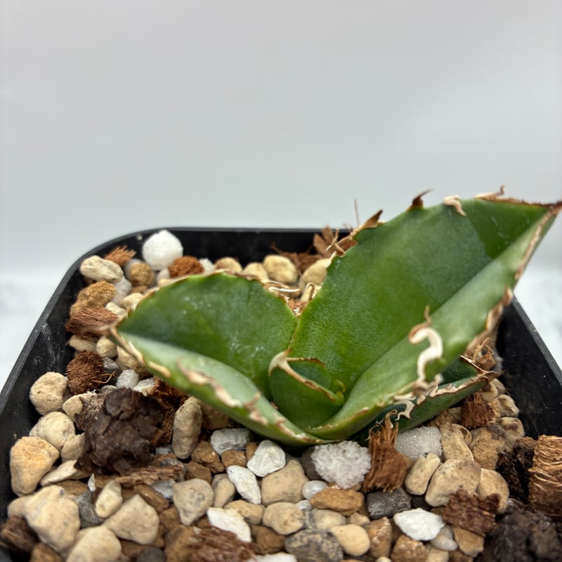 Agave titanota COK子株② 抜き苗発送 | AgaveLives