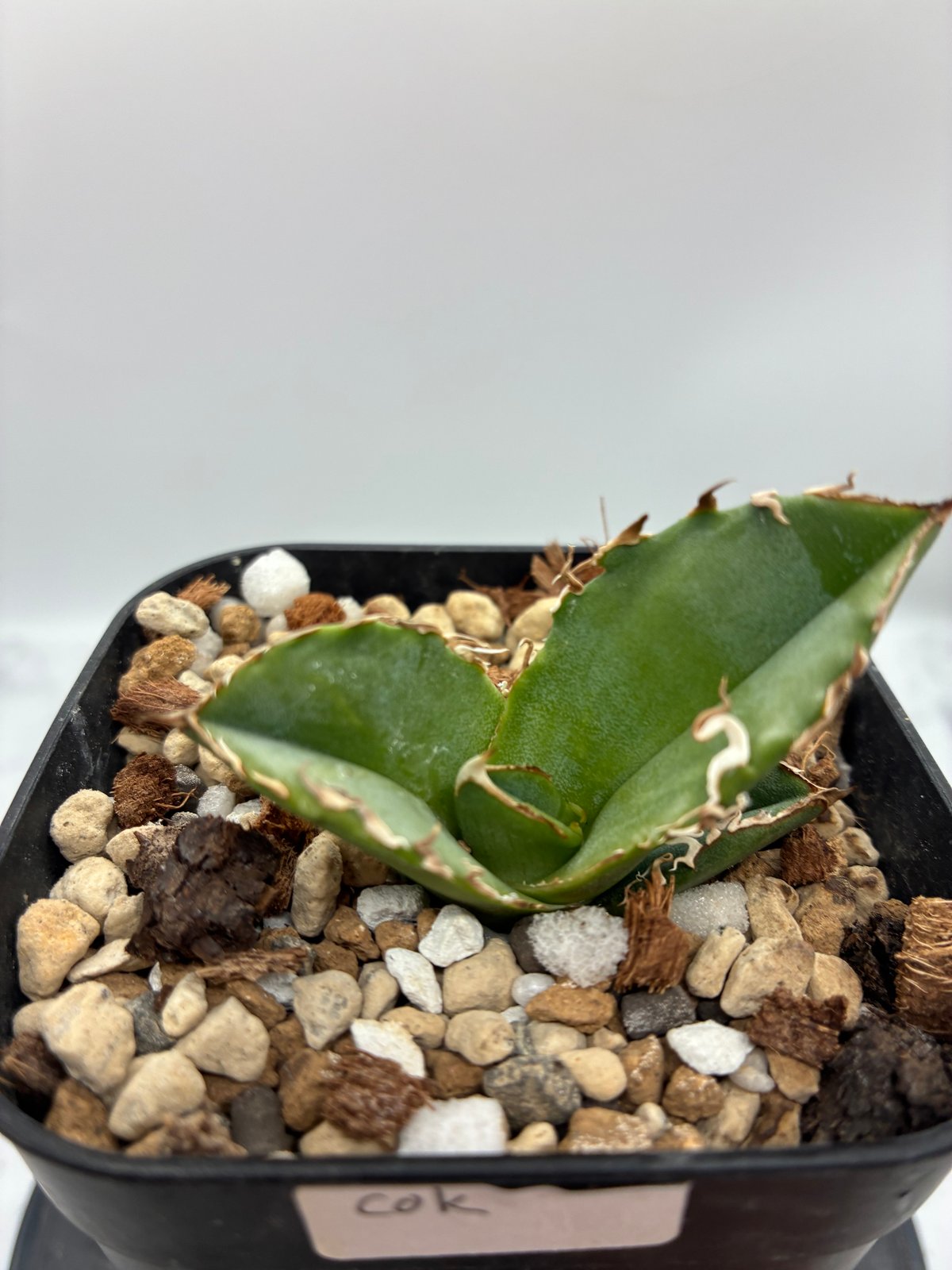 Agave titanota COK子株② 抜き苗発送 | AgaveLives