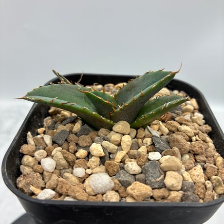 Agave titanota 狂刺夕映子株(Lize血統) 抜き苗発送
