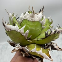 Agave Titanota 紅猫 Lize産 未発根