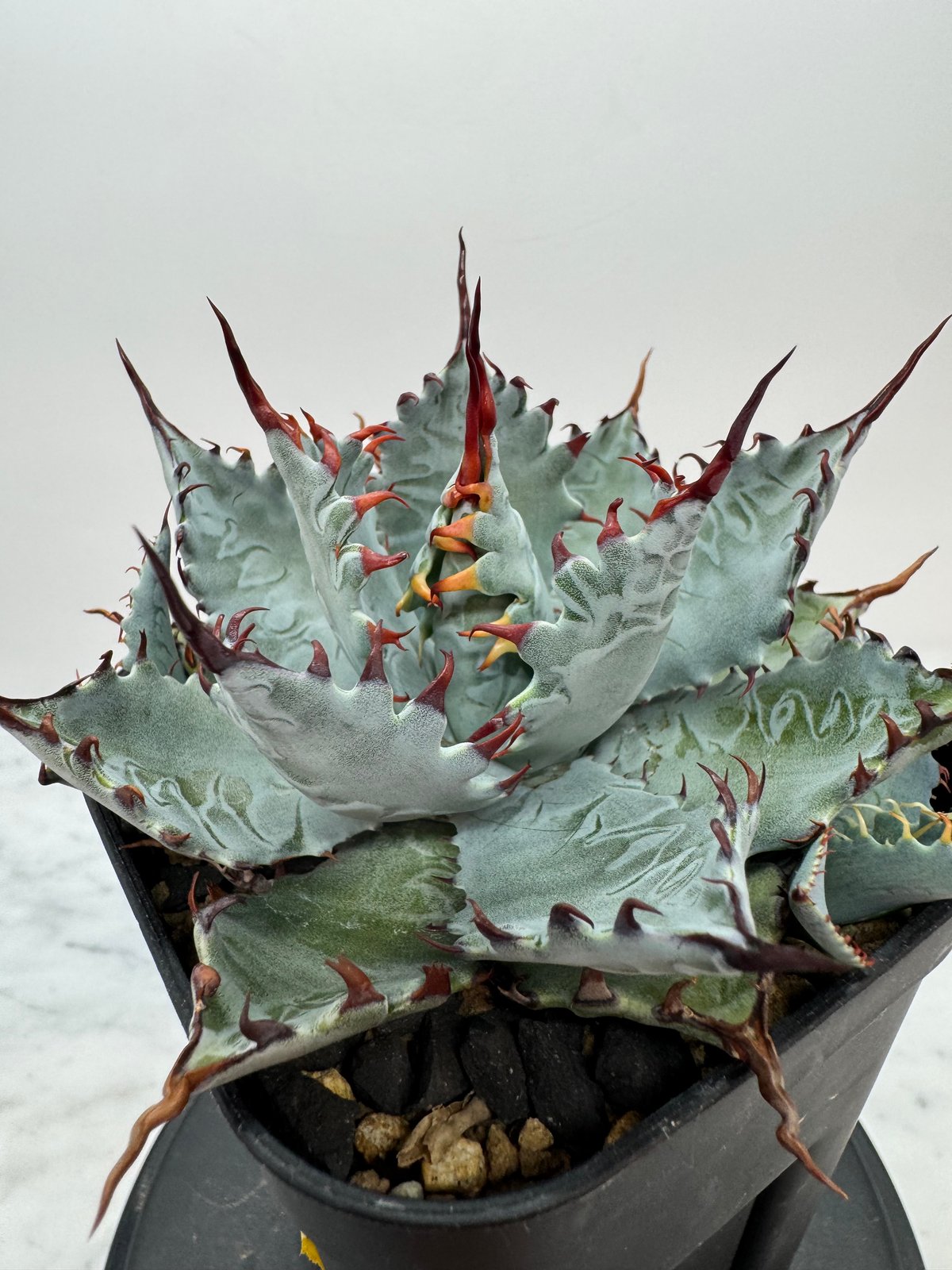 【lize産】アガベ　激怒乃舞　親株　ハイブリッド　激怒甲蟹x屈原舞扇 lize産】アガベ 激怒乃舞 親株 ハイブリッド 激怒甲蟹x屈原舞扇