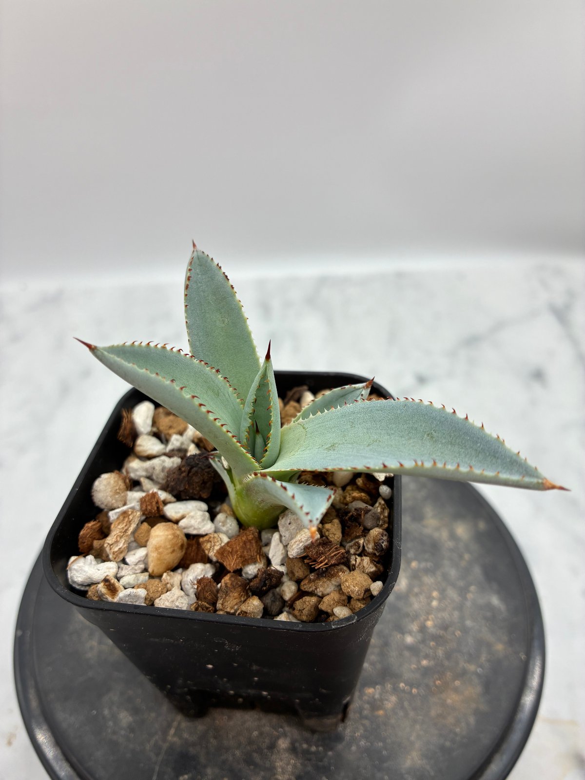 【クローバー】鉢ごと発送　子株付き　甲蟹×屈原の舞扇 クローバー様専用】鉢ごと発送 子株付き 甲蟹×屈原の舞扇