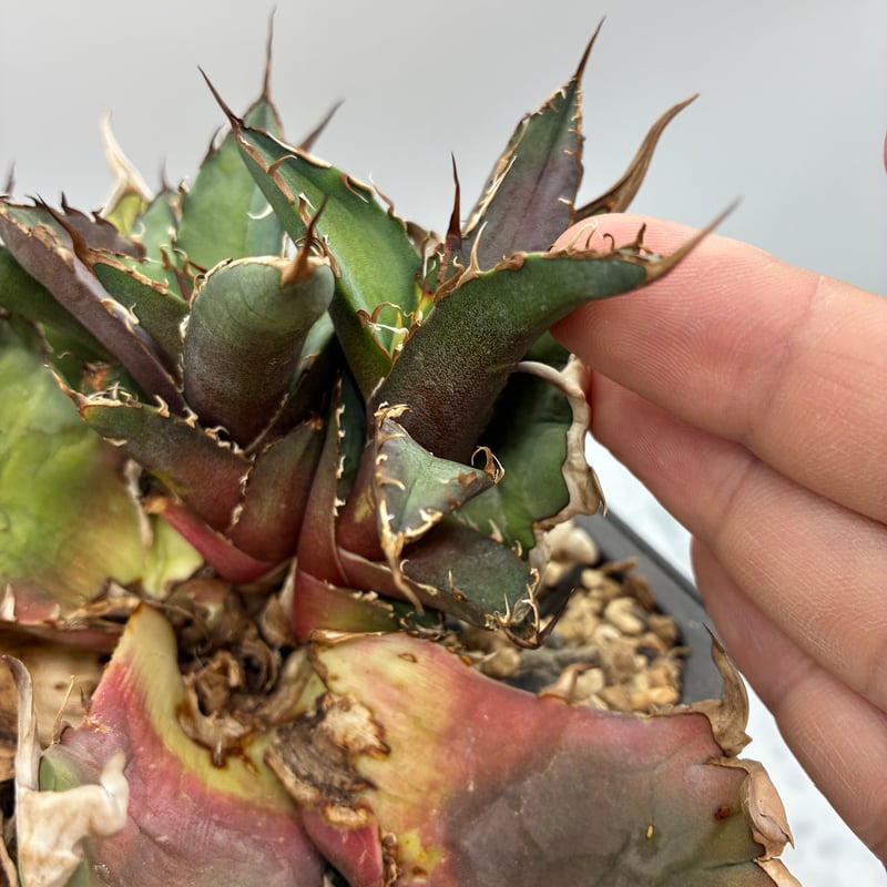 Agave titanota シーザー子株②(Lize血統) 抜き苗発送 | AgaveLives