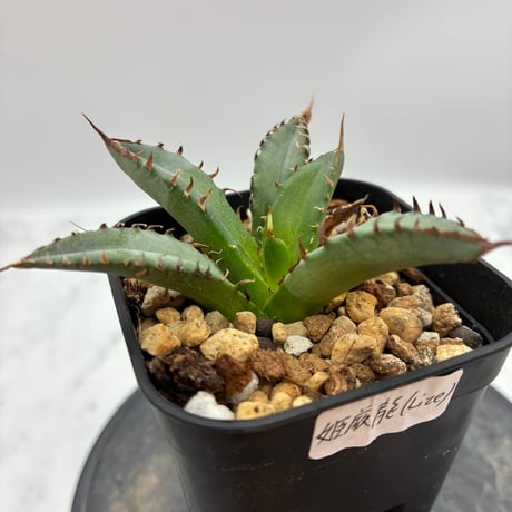 Agave Titanota 姫厳龍子株① Lize血統 抜き苗発送