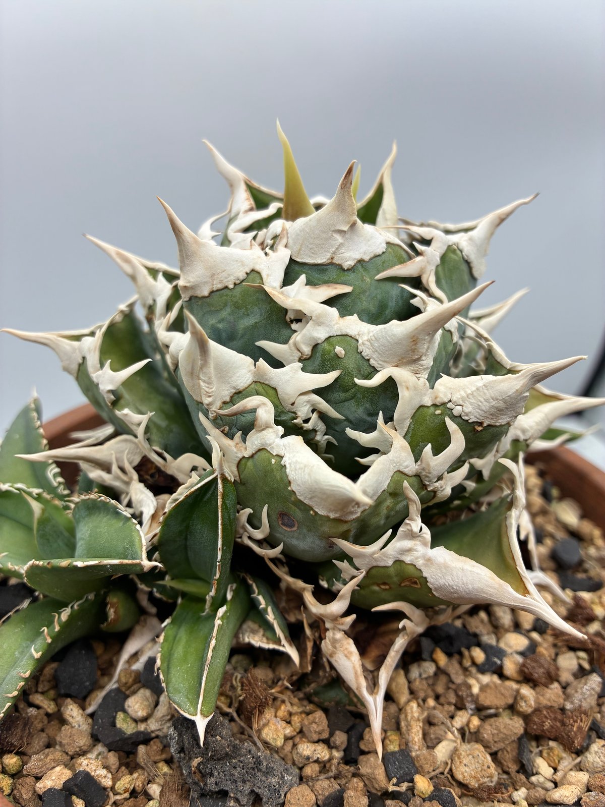 専用出品　アガベチタノタ大白鯊　lize血統　親株 Agave Titanota 大白鯊(Lize血統)の子株① 未発根 | AgaveLives