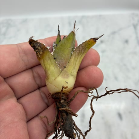 Agave titanota フィリグリー子株①(Lize血統) 未発根