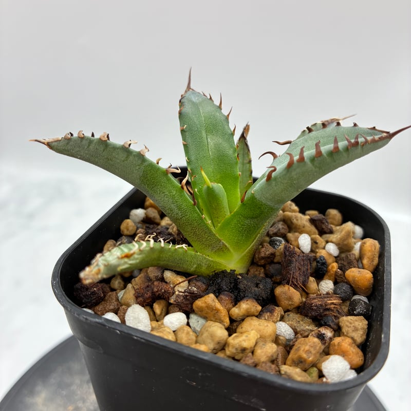 Agave Titanota 姫厳龍子株② Lize血統 抜き苗発送 | AgaveLives
