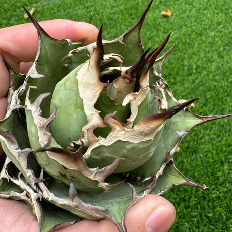 CATEGORY Agave | AgaveLives