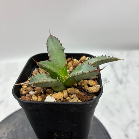 Agave Titanota 姫厳龍子株① Lize血統 抜き苗発送
