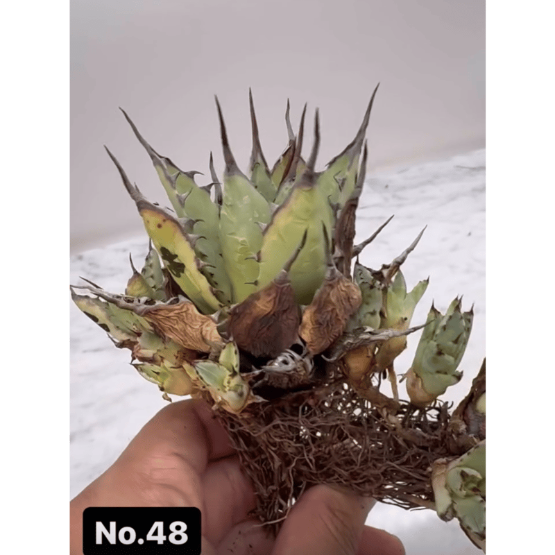 【lize産】アガベ　激怒乃舞　親株　ハイブリッド　激怒甲蟹x屈原舞扇 lize産】アガベ 激怒乃舞 親株 ハイブリッド 激怒甲蟹x屈原舞扇