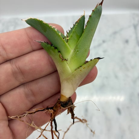 キシロハイブリッド　子株③(Lize血統) 抜き苗発送