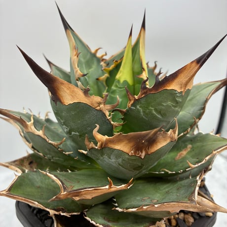 CATEGORY Agave | AgaveLives