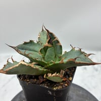 Agave titanota シーザー子株(Lize血統) 　抜き苗発送