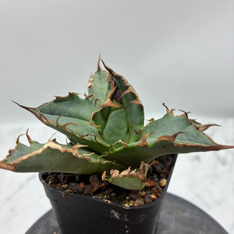 ITEM | AgaveLives