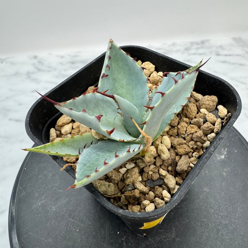 甲蟹 x 屈原舞扇（No.???)の 子株 （Lize血統）抜き苗発送 | AgaveLives