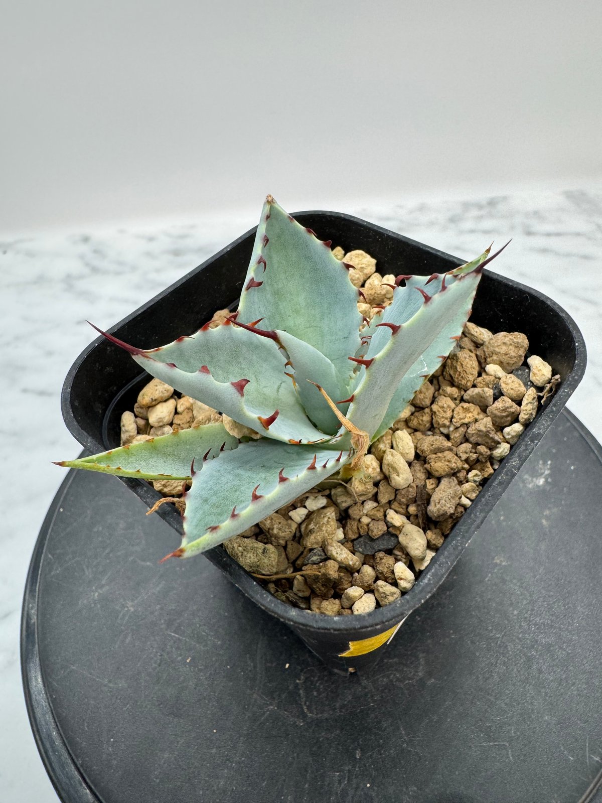 アガベ 甲蟹×屈原の舞扇hyb Lize産【4/27撮影】☆発根済子株☆ アガベ