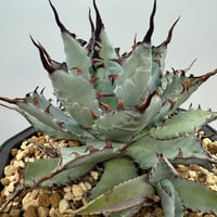 Agave Titanota 大白鯊(Lize血統)の子株 未発根 | AgaveLives